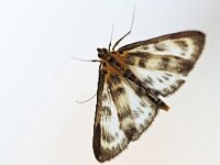 Anania hortulata 5, Saxifraga-Tom Heijnen