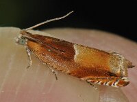 Ancylis mitterbacheriana