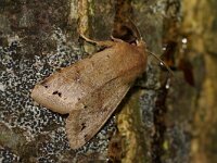 Anorthoa munda 2, Dubbelstipvoorjaarsuil, Saxifraga-Joep Steur