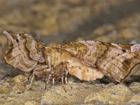 Apeira syringaria 2, Seringenvlinder, Saxifraga-Ab H Baas