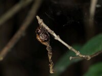 Apeira syringaria 4, Seringenvlinder, Saxifraga-Joep Steur