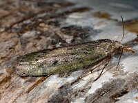 Aphomia sociella, Bee Moth