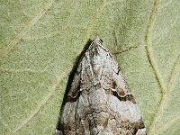 Aplocera praeformata, Purple Treble-bar