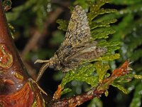 Apocheima hispidaria, Small Brindled Beauty