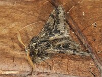 Apocheima hispidaria 9, Voorjaarsspanner, Saxifraga-Ab H Baas