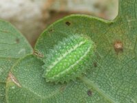 Slakrups - Apoda limacodes  Slakrups - Apoda limacodes