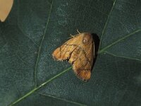 Apoda limacodes 4, Slakrups, Vlinderstichting-Nely Honig