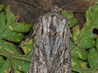 Aporophyla australis