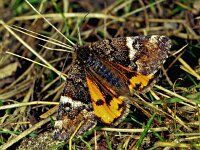 Archiearis parthenias, Orange Underwing