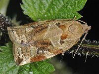 Archips xylosteana 4, Gevlamde bladroller, Saxifraga-Ab H Baas