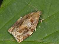 Archips xylosteana 7, Gevlamde bladroller, Saxifraga-Ab H Baas