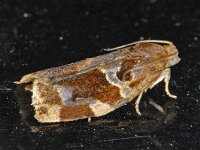 Archips xylosteana 8, Gevlamde bladroller, Saxifraga-Ab H Baas