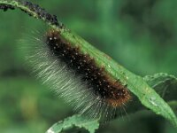 Arctia caja, Garden Tiger