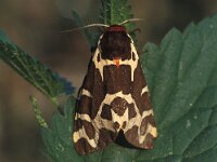 Arctia caja 4, Grote beer, Vlinderstichting-Nely Honig