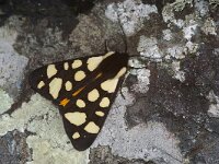 Arctia villica, Cream-spot Tiger