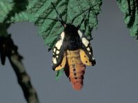 Arctia villica 4, Roomvlek, ex pupa, Saxifraga-Frits Bink