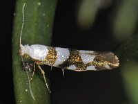 Argyresthia brockeella