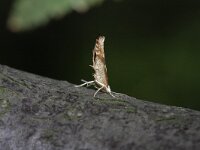 Argyresthia conjugella