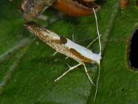 Argyresthia pruniella