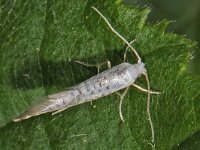 Argyresthia retinella