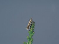 Aristotelia ericinella