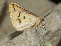 Aspitates ochrearia 3, Gele kustspanner, Saxifraga-Foto Fitis-Adriaan Dijksen