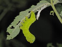 Asteroscopus sphinx 3, Kromzitter, Saxifraga-Ab H Baas