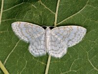 Asthena albulata