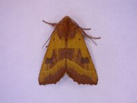 Atethmia centrago, Centre-barred Sallow