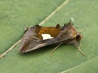 Autographa bractea, Gold Spangle