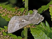 Autographa gamma, Silver Y
