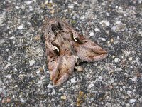 Autographa gamma 6, Gamma-uil, Saxifraga-Peter Meininger