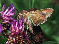 Autographa gamma 8, Gamma-uil, Saxifraga-Ab H Baas