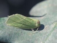 Bena bicolorana, Scarce Silver-lines