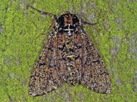 213_05A, Biston strataria : Biston strataria, Oak Beauty, Vroege spanner, female