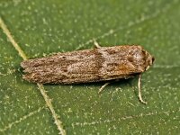 Blastobasis pannonica