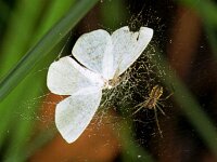Cabera exanthemata, Common Wave