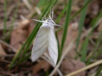 Cabera pusaria 4, Witte grijsbandspanner, Saxifraga-Peter Meininger