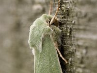 Calamia tridens, Burren Green