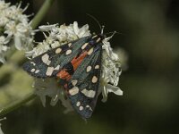 Callimorpha dominula, Scarlet Tiger