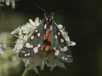 Callimorpha dominula 3, Bonte beer, Saxifraga-Marijke Verhagen