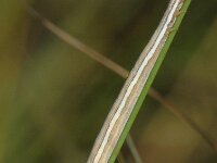 Callistege mi, Mother Shipton