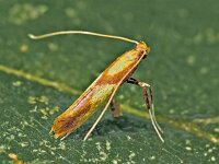 Caloptilia alchimiella
