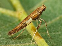 Caloptilia semifascia