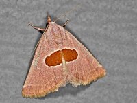 Calymma communimacula