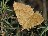 Camptogramma bilineata, Yellow Shell