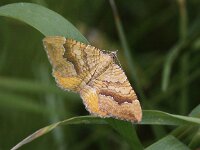 Camptogramma bilineata 2, Gestreepte goudspanner, Saxifraga-Peter Meininger