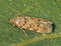 Carpatolechia aenigma