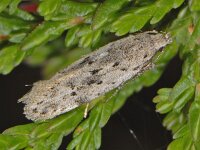 Carpatolechia proximella