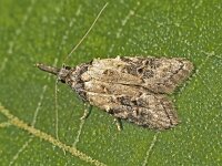 Carposina scirrhosella